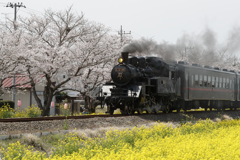 サクラと菜花とSLと・・・。