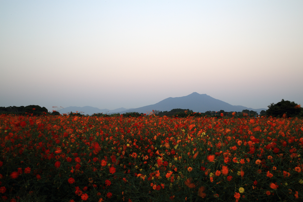 日を惜しむ花たち