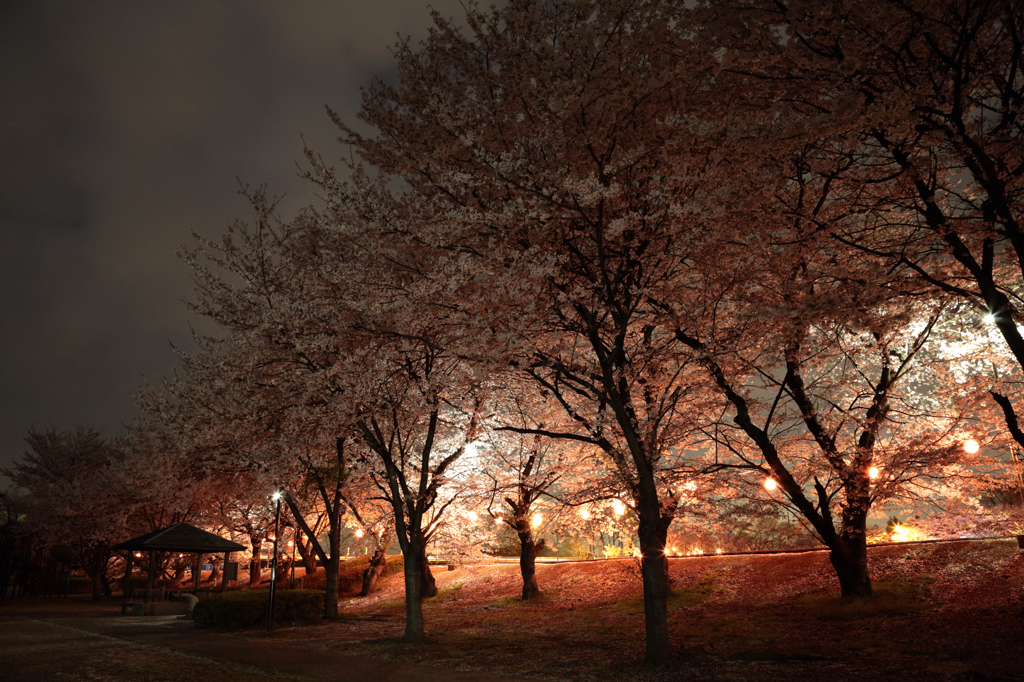夜桜２