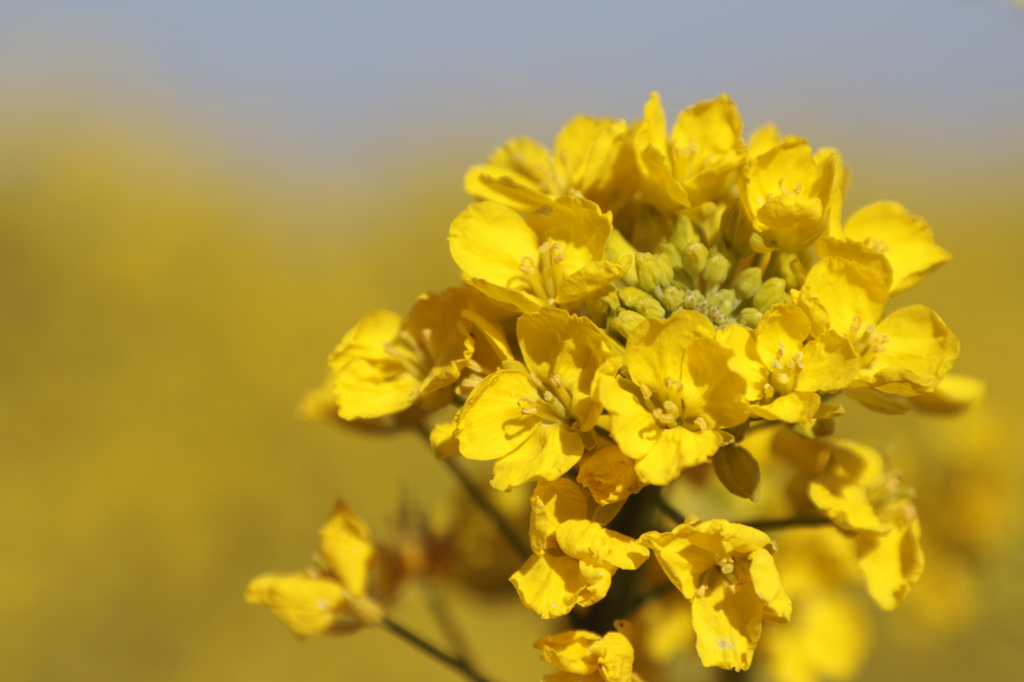菜の花の世界観