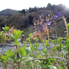 枯れていない