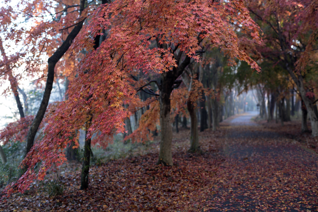 近くの公園にも紅色の季節がやってきた。