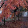 近くの公園にも紅色の季節がやってきた。