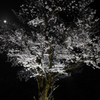 月夜のサクラ