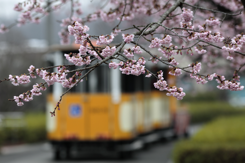 桜の傘