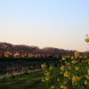 桜：菜＝５０：５０