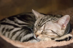 むにゃむにゃねこ