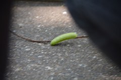 いもむし？