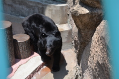 ｸﾏー