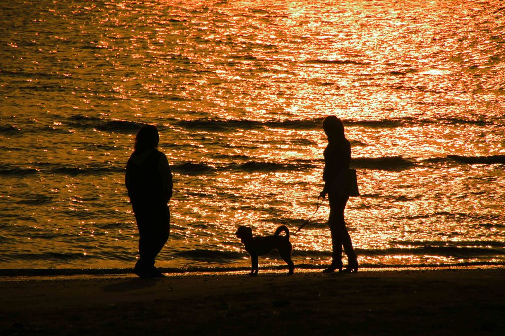 夕景の海岸を犬と散歩