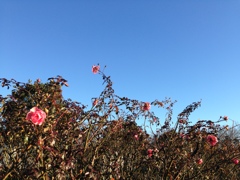 いばらの城