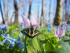 ヒメギフチョウ（北海道亜種）