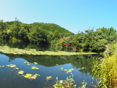 ベニトンボの舞う風景