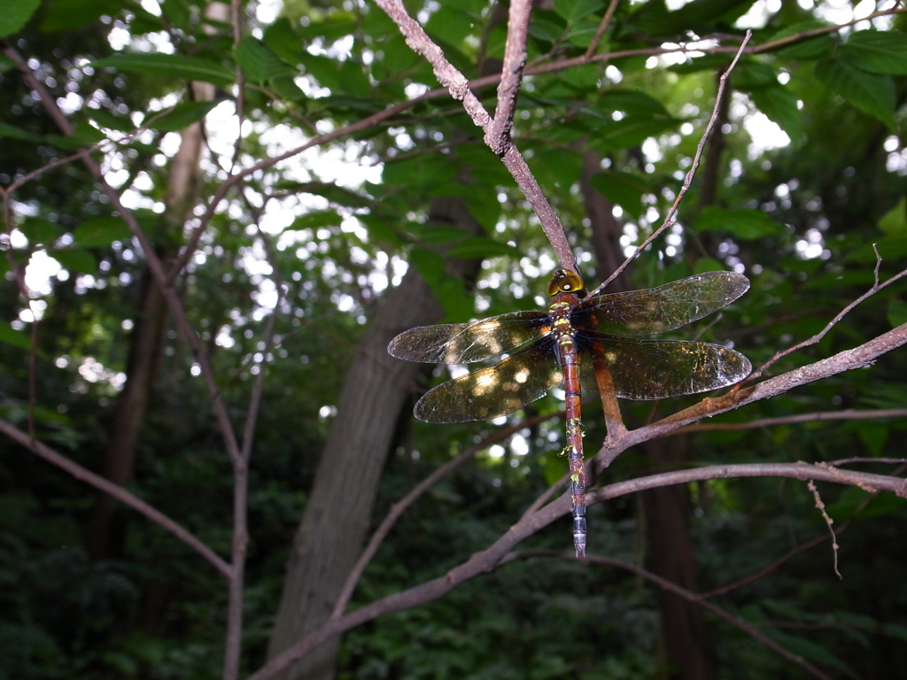 マルタンヤンマ♀の休息（広角）