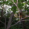 マルタンヤンマ♀の休息（広角）