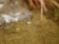 カトリヤンマ
