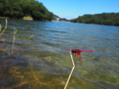 香川県のベニトンボ