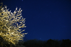 桜星