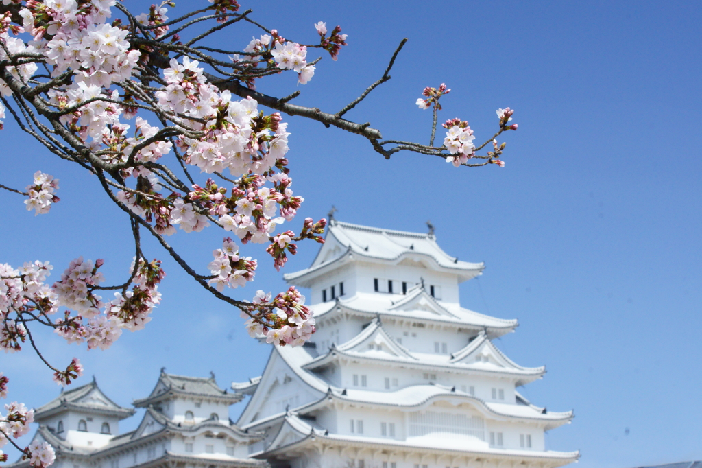 白い城と淡い桜