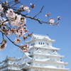 白い城と淡い桜