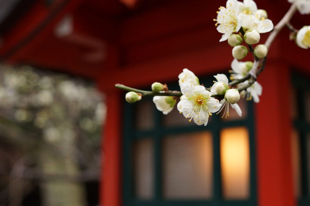 梅は咲いたか、桜はまだか。