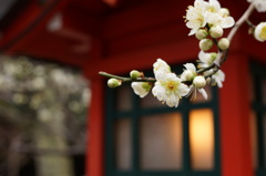 梅は咲いたか、桜はまだか。