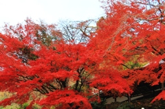 有馬温泉の紅葉