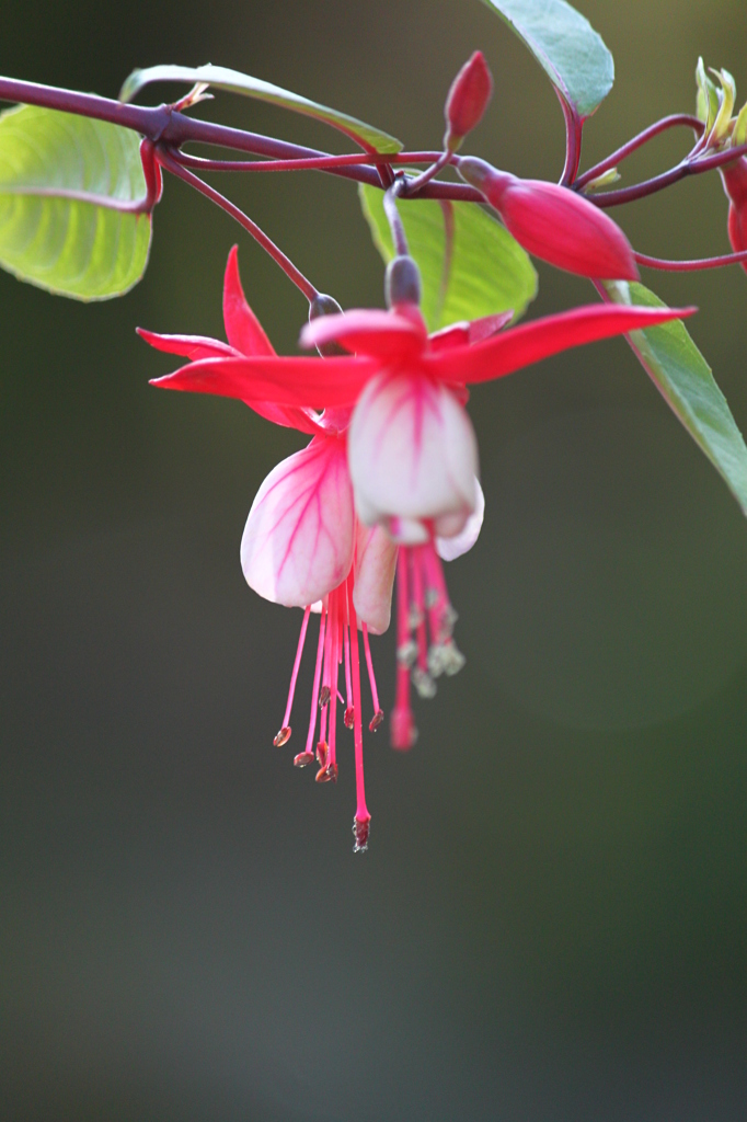 エンジェルルズ・イヤリング☆１