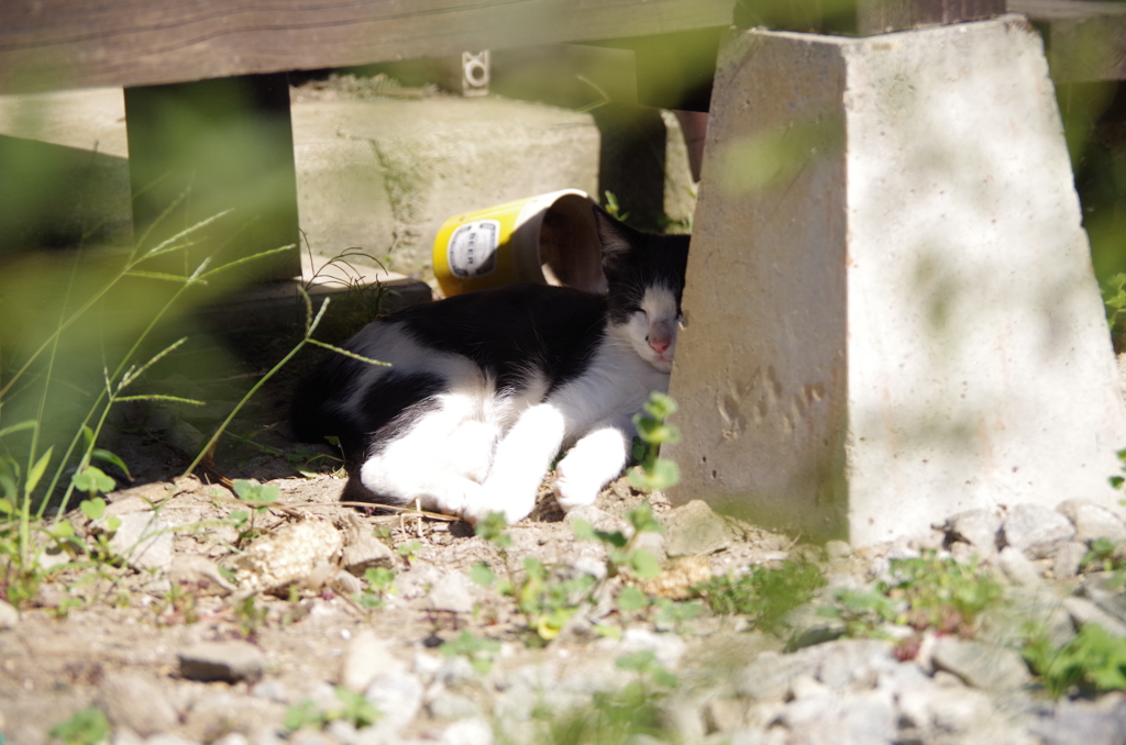 優雅なひととき