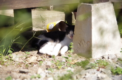 優雅なひととき