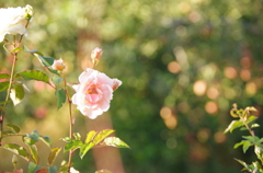 秋のバラ