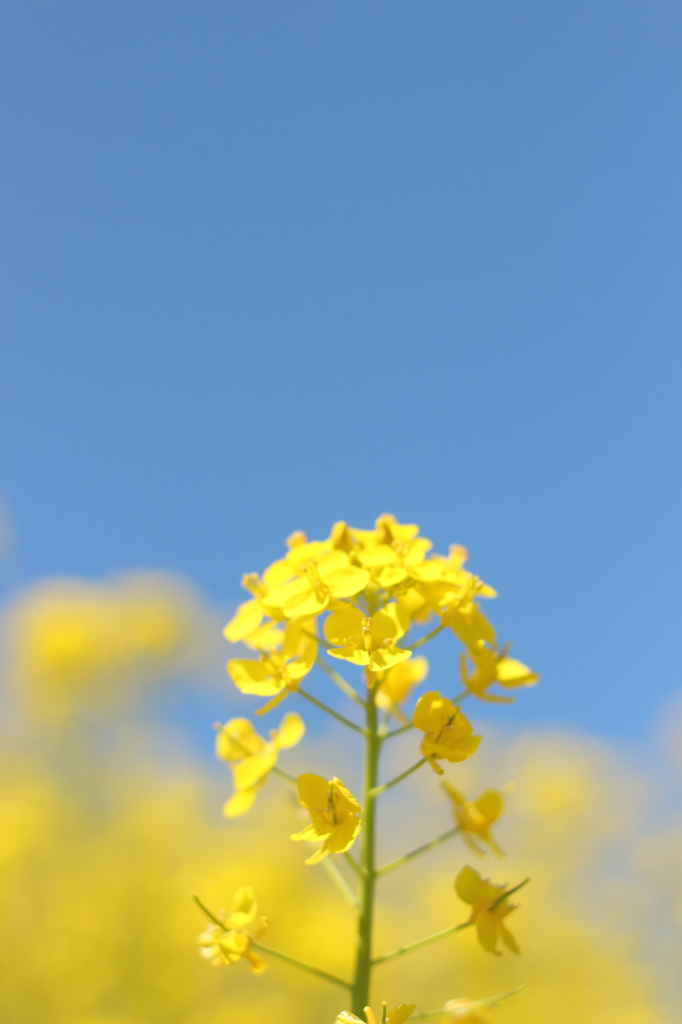 菜の花畑でつかまえて