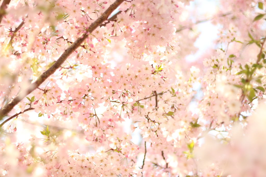 思川桜