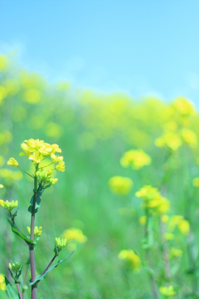 菜の花夢模様