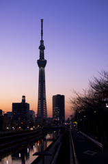 skyｔree