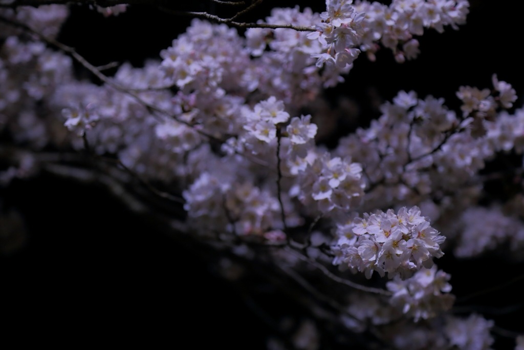 夜桜