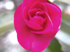 山茶花B