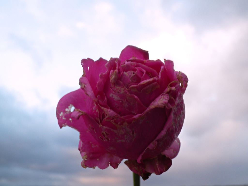 薔薇が枯れる季節