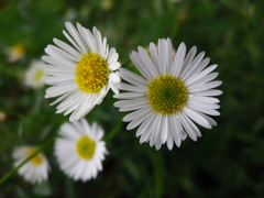 IMGP3702-2-20140809