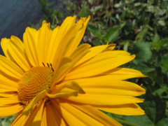 夏の花