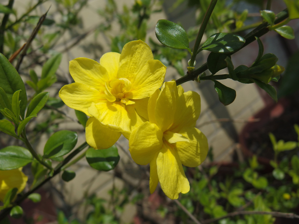 花