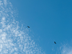 雲３０６