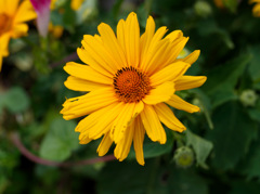 花