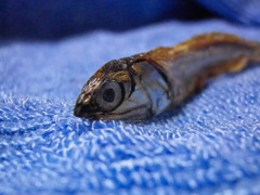 泳ぐ？