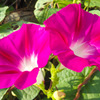 IMGP1695-14-20140820
