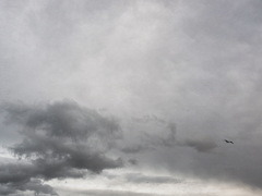 雲２３９