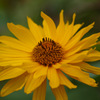 IMGP0658-13-20140809