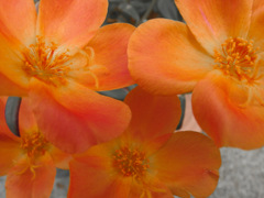 IMGP1724-43-20140821