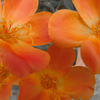 IMGP1724-43-20140821