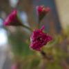 八重桜・蕾